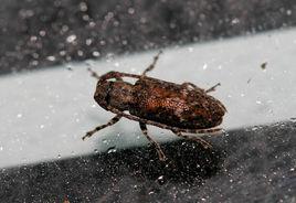 台灣筒銹天牛 台灣筒銹天牛