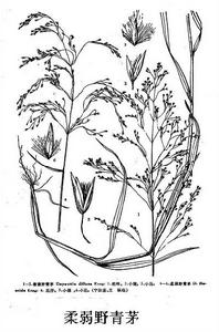 柔弱野青茅