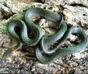 坡普腹鏈蛇 坡普腹鏈蛇