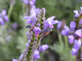 羽葉熏衣草 羽葉熏衣草