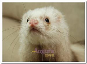 長毛棕色 長毛棕色