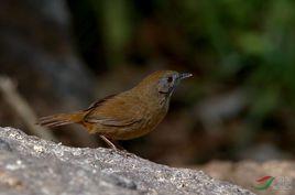 白腹幽鶥 白腹幽鶥