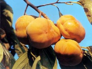 盤山柿子 盤山柿子