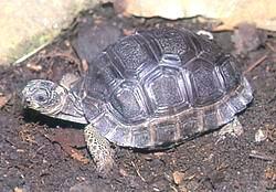 阿爾達布拉象龜