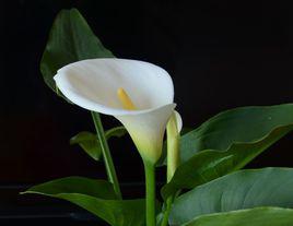 馬蹄蓮[天南星科馬蹄蓮屬植物]