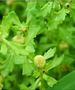 鵝不食草 鵝不食草