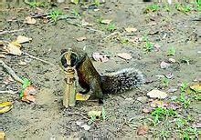 赤腹松鼠貢山亞種 赤腹松鼠貢山亞種