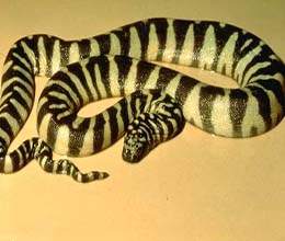 阿拉佛拉瘰鱗蛇