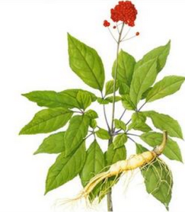 人參莖葉皂甙 人參莖葉皂甙