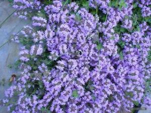 擬百里香 擬百里香