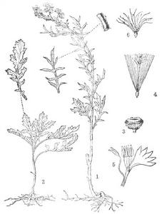 矮腳苦蒿 矮腳苦蒿