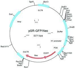 分子克隆 分子克隆