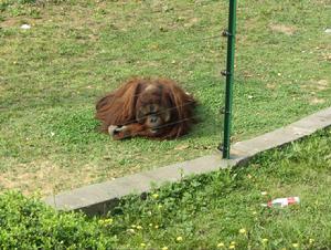 動物園裡的雄性猩猩