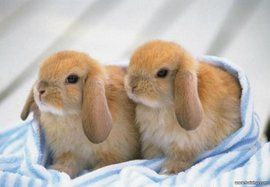 英國垂耳兔 英國垂耳兔