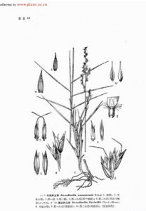 雲南野古草 雲南野古草