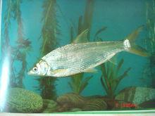 白甲魚