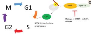 CDK4/6抑制癌細胞增殖作用機制