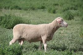 考力代羊毛 考力代羊毛