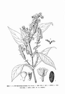 泰國耳葉馬藍 泰國耳葉馬藍