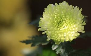 大埔紫菀 大埔紫菀