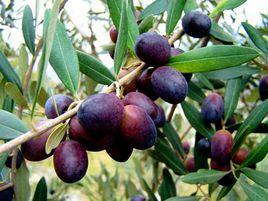 武都油橄欖 武都油橄欖