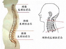 頸椎生理曲度
