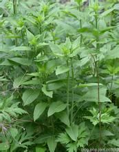 黃花大蒜芥 黃花大蒜芥