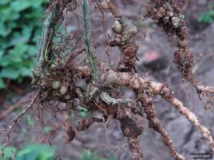 絲瓜根結線蟲病