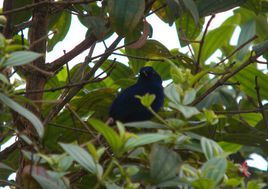 靛青刺花鳥 靛青刺花鳥