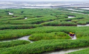 水上蘆盪迷宮 水上蘆盪迷宮