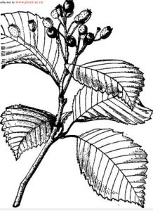 長果花楸 長果花楸