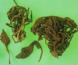 土地骨皮 土地骨皮