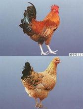 威寧雞上（公）下（母）