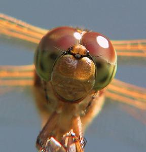 生命界十大頂級創造