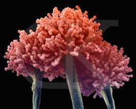 細菌孢子 細菌孢子