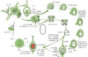 被子植物生活史