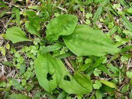 鈍葉牛舌蘚 鈍葉牛舌蘚