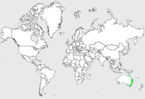 緞藍園丁鳥地理分布（綠）