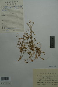 賀蘭山繁縷標本