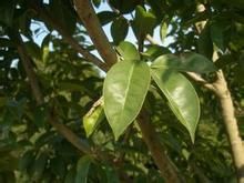 陷脈冬青 陷脈冬青