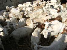 山東肉山羊交易大市場