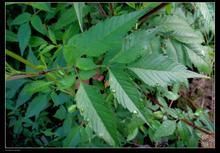 洞刺角刺藻 洞刺角刺藻