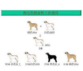 顯性上位 顯性上位