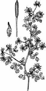 滇川唐松草 滇川唐松草