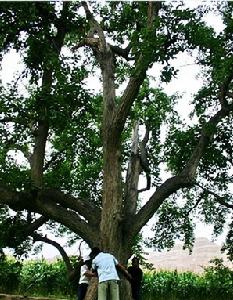 （圖）南長灘村三百年以上樹齡的梨樹近百棵，“梨花源”的稱謂當之無愧。