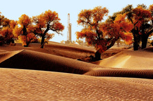 塔里木沙漠胡楊 塔里木沙漠胡楊