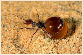 墨西哥蜜蟻 墨西哥蜜蟻