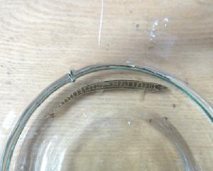 中華花鰍 中華花鰍