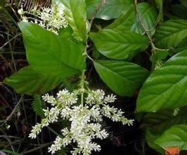 中華水錦樹(亞種) 中華水錦樹(亞種)