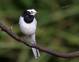 黑背鶺鴒 黑背鶺鴒